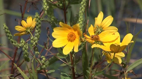 Wild Yellow Daisies Stock Footage 33604088