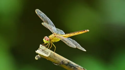 Wild yellow dragonfly 10bit 4k 60fps Stock Footage 269722832