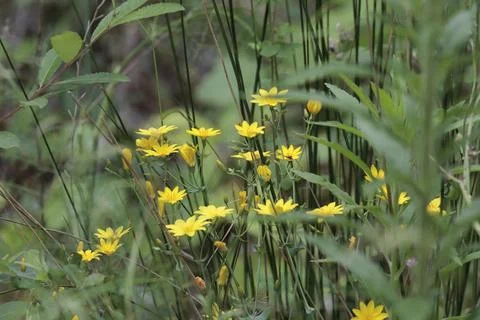 Wild yellow flax flowers Linum strictum among the grass Fotos de archivo