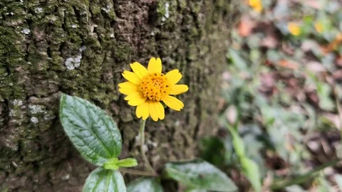 Wild yellow flower with background of an old tree trunk and moss and leaf litter Stock Footage 100136759