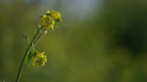 Wild yellow flower close-up Vidéo 170731315