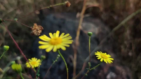 Wild yellow flower dancing in wind. Stock Footage 139032792