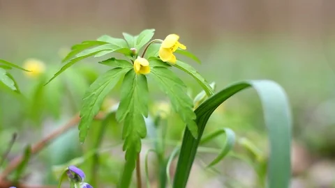 Wild yellow flower Stock Footage 127244427