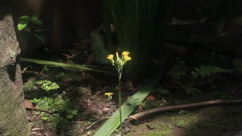 Wild yellow flower Stock Footage 219627979