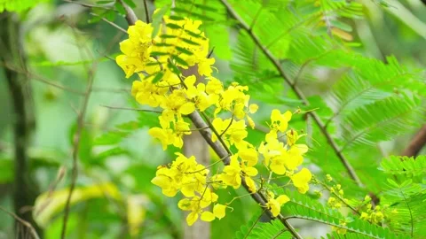 Wild yellow flower Video stock 270038937