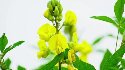 Wild yellow flower Stock Footage 270039840