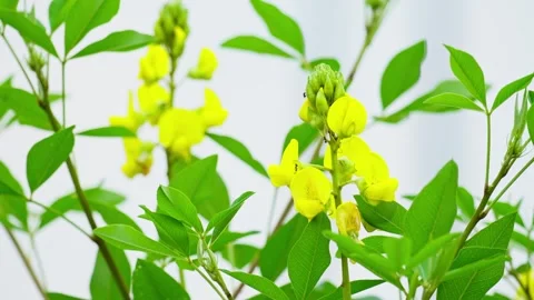 Wild yellow flower Stock Footage 270046464