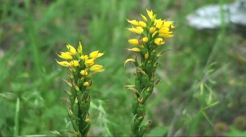 Wild Yellow Flower HD Stock Footage 40713050