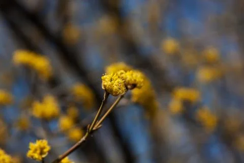 Wild Yellow Flower on Tree Stock Photos