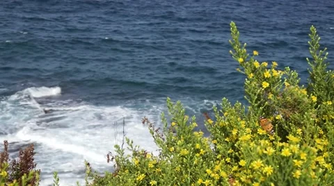 Wild yellow flowers on a background of blue sea with butterfly Stock Footage 68636201