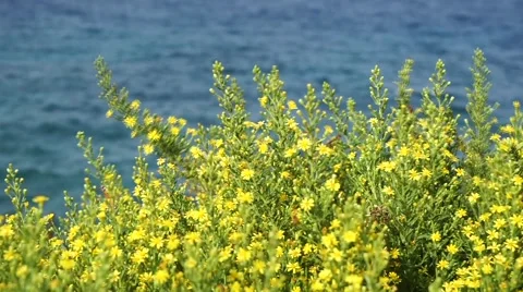 Wild yellow flowers on a background of blue sea. Selective focus. Close up. Stock Footage 68636876