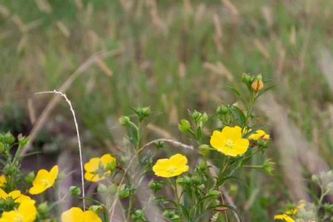 Wild yellow flowers bloom in spring on the green grass of the field Stock Photos