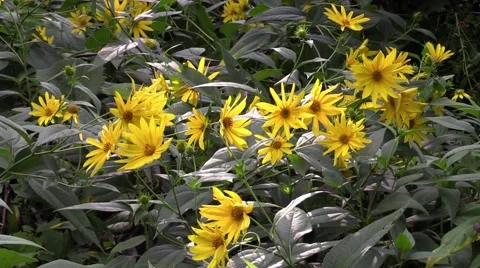 Wild yellow flowers Stock Footage 54614536