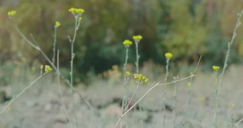 Wild Yellow Flowers 스톡 동영상 137224692