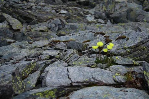Wild yellow flowers grow on gray flat stones in a stone valley on a mountains Stock Photos