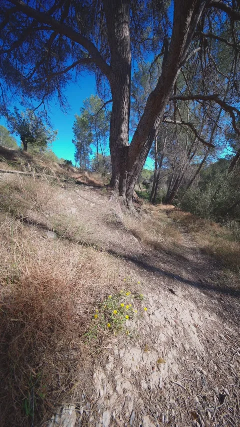 Wild yellow flowers by a pine tree in Benidorm Stock Footage 336172182