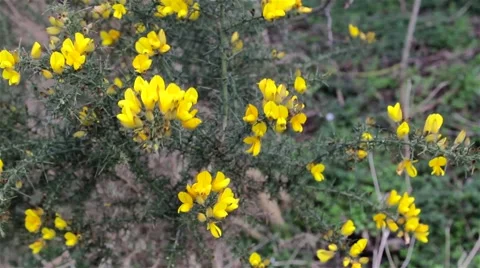 Wild Yellow flowers in the wind 動画素材 49697149