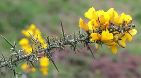 Wild Yellow flowers in the wind 動画素材 49697172