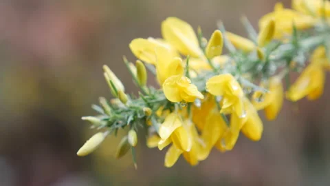 Wild yellow gorse on a forest, close up look Stock Footage 139833766