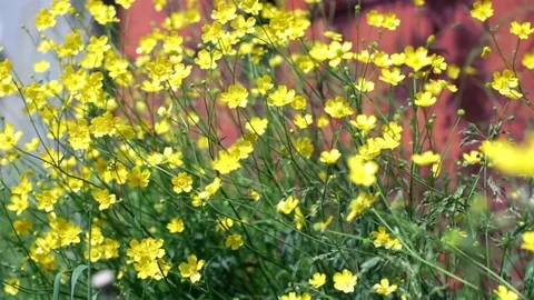 Wild yellow primroses Stock Footage 70391834