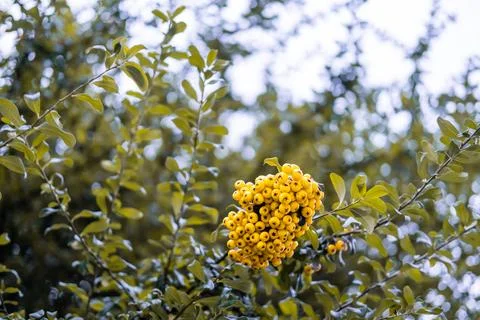 Wild yellow round fruit with the shape of berries hanging on a tree on a Lo.. Stock Photos