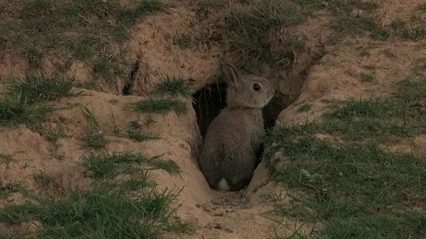 Wild young baby rabbit (cuniculus) sitting in front of den - wildlife - HD stock Stock Footage 82568783