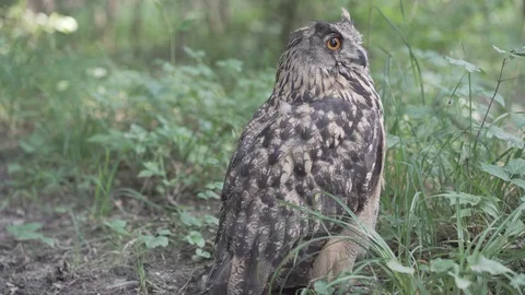 Wild young Eurasian eagle-owl in the forest Stock Footage 113615947