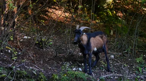 Wild young goat standing in forest 스톡 동영상 42985704