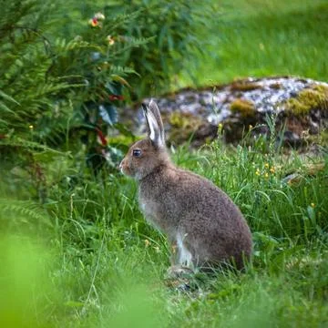 Wild young hare sits cautiously on natural plant background. Foto stock