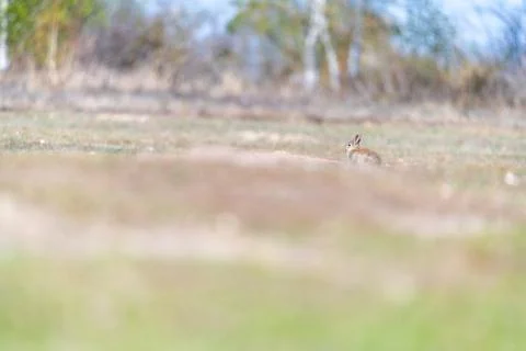 A wild young rabbit Stock Photos