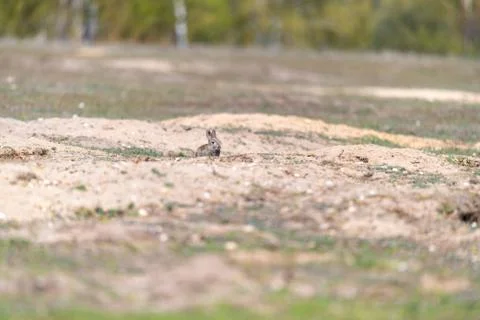 A wild young rabbit Foto stock