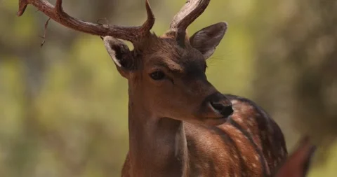 Wild young sika deer face close-up, resting in a forest slow motion 120 fps Stockbeeldmateriaal 251457552