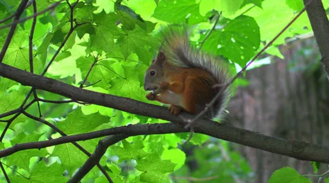Wild young squirrel sitting on tree branch in summer forest Stock Footage 39670549