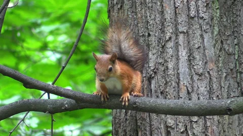 Wild young squirrel sitting on a tree branch in summer forest Stock Footage 39671103