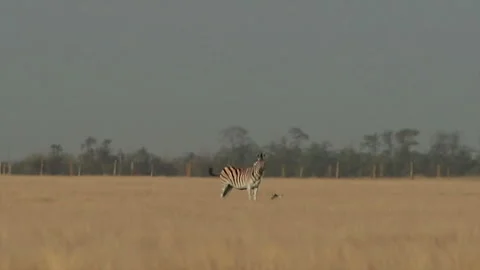 Wild Zebra With Calf Stock Footage 295860154
