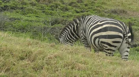 Wild zebra grazing Stock Footage 10584693
