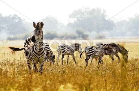 Wild zebra herd Stock Photos