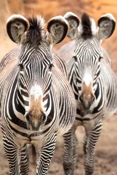Wild zebra Foto stock