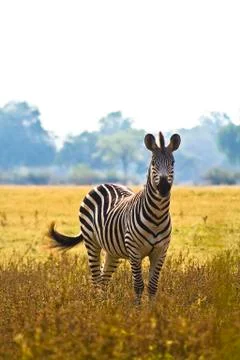 Wild zebra Stock Photos
