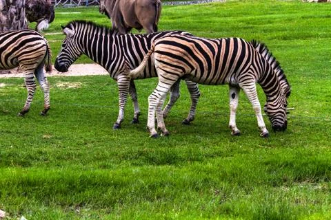 Wild zebra 스톡 사진