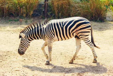 Wild Zebra Stock Photos