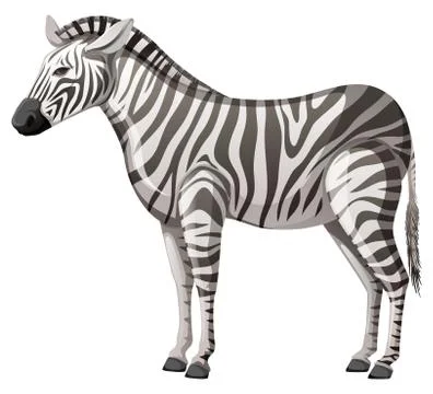 Wild zebra standing alone on white background Illustrazione stock