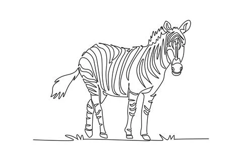 Wild zebra standing attentively while turning its head Illustrazione stock