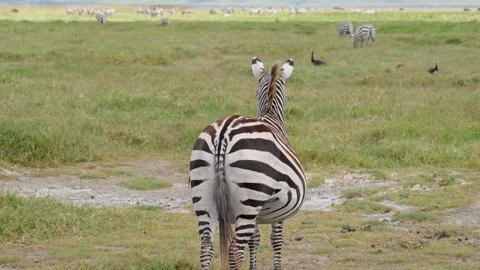 Wild Zebra Standing Stock Footage 327038866