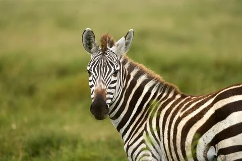 Wild zebra turning to look at camera in the savanna Stock Photos