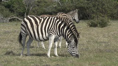 Wild Zebras Video stock 106360827