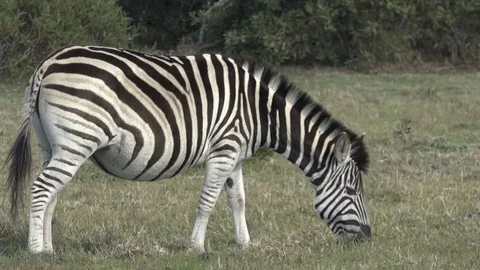 Wild Zebras Video stock 106360840