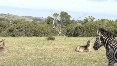 Wild Zebras Video stock 106360983