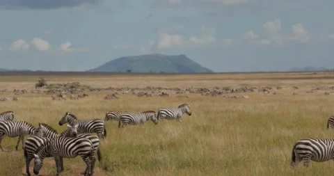 Wild Zebras Grazing on Open Field, Africa Scene Stock Footage 314692586