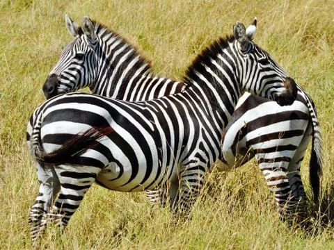 Wild Zebras 库存照片
